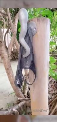 Nude Outdoor Shower Video Leaked - hclips.com