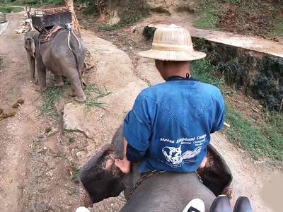 Elephant riding in Thailand with teen couple who had sex afterwards - txxx.com - Thailand
