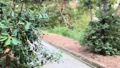 Beautiful Outdoors Sex in a Public Park with Cum Swallowing - icpvid.com