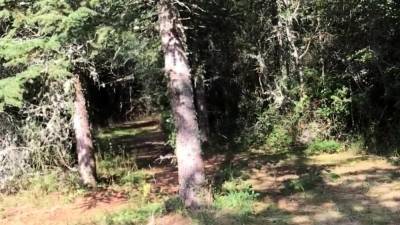 Naked ballad in the forest... - nvdvid.com