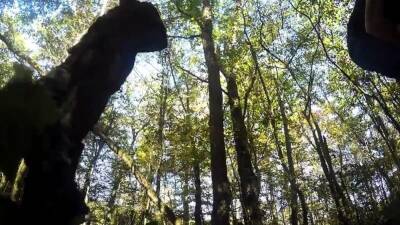 swallow in the wood - icpvid.com