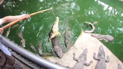 Crocodiles munching and making his amateur Thai GF cum hard - txxx.com - Thailand