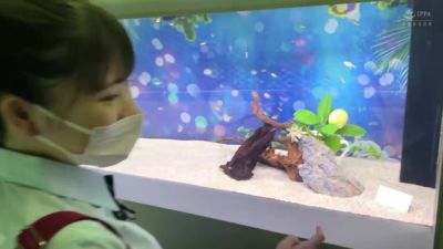 0005891_JAV_JapaneseAV_Censored_MGS_19min - hclips.com - Japan
