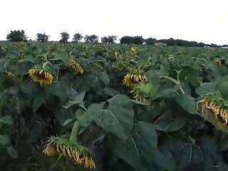 Real passion of teenage couple in the field of sunflowers - sunporno.com